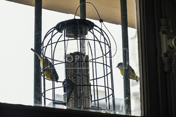 Birds at home